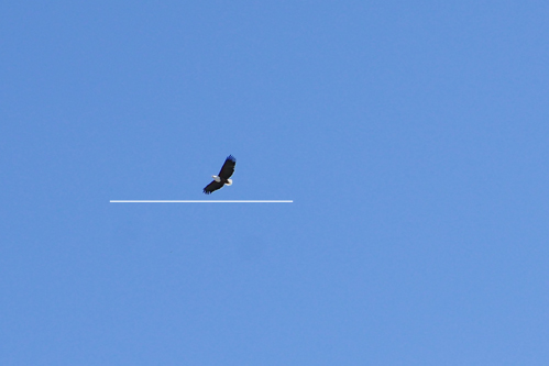 eagle